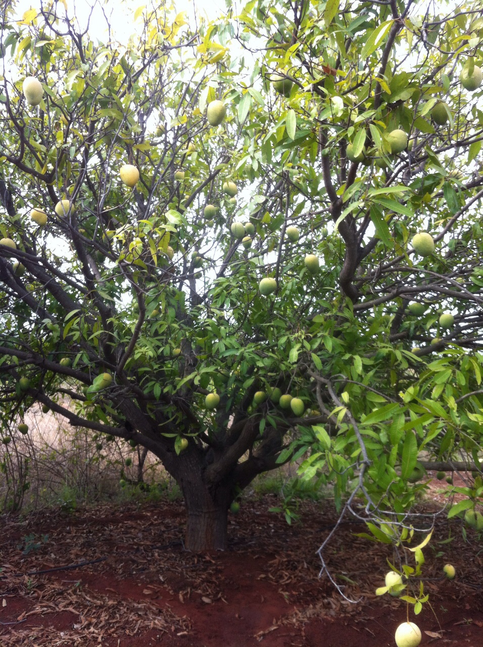 mangotrees